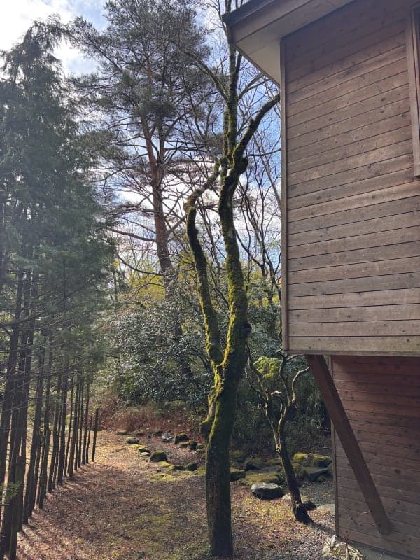 Relaxed Evening — Onsen, Bird Terrace & Tea