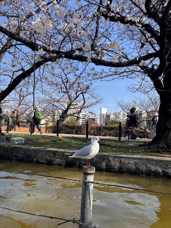 Ueno Park — Cherry Blossom Festival