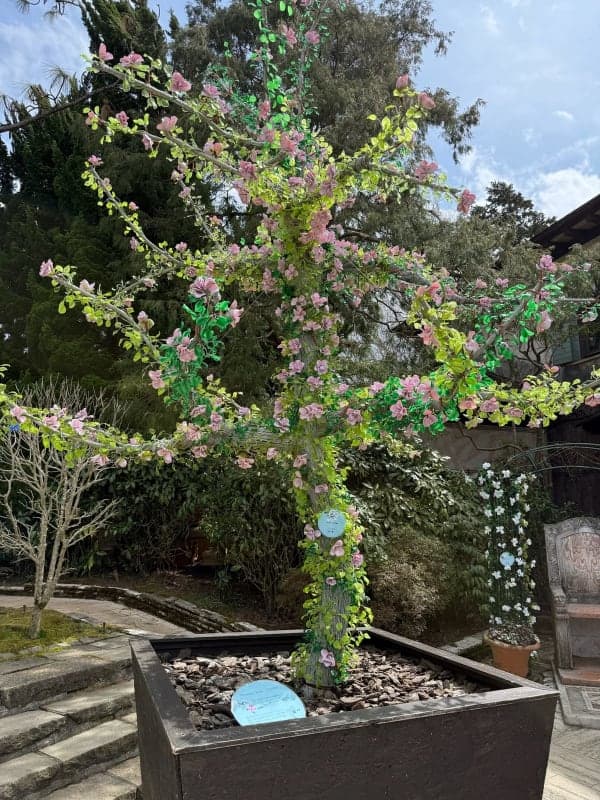 E-Bike Ride — Sengokuhara Route 1