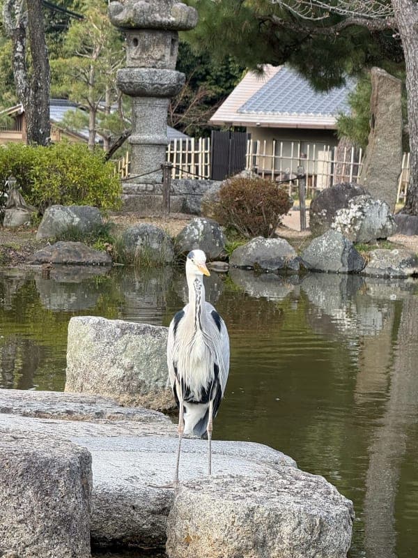Walking after tea ceremony